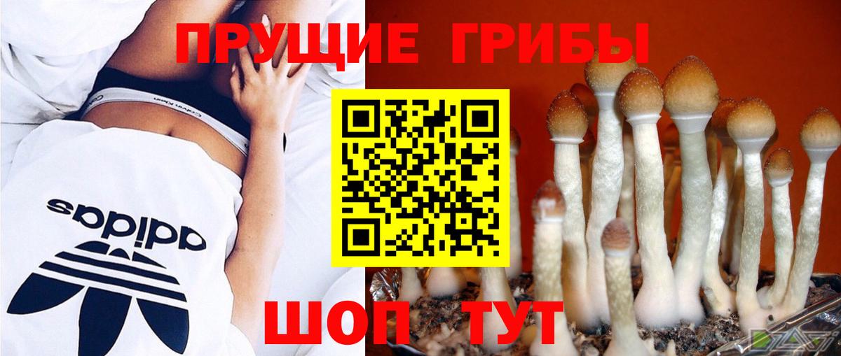 Галлюциногенные грибы Psilocybine cubensis  Вход с VPN  Темрюк  Галлюциногенные грибы мицелий 